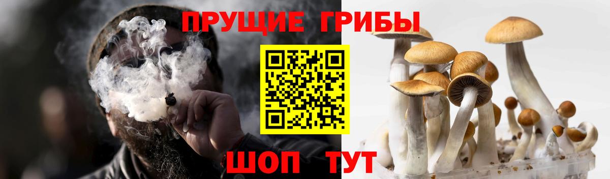 Псилоцибиновые грибы прущие грибы Щёкино